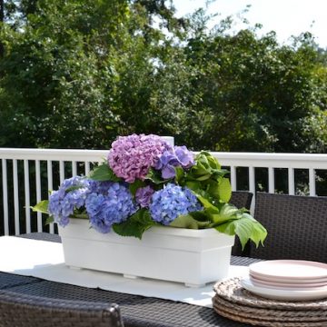2 Ways To Arrange Your Hydrangeas for Indoors and Out