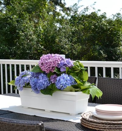 2 WAYS TO ARRANGE YOUR HYDRANGEAS TO DISPLAY BOTH INDOORS AND OUT